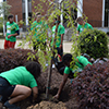 Dozens of students pose for a photo outside holding gardening tools and trees to plant. They are wearing green tshirts.